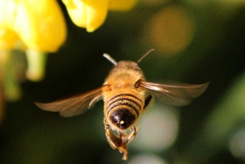 Lecąca pszczoła