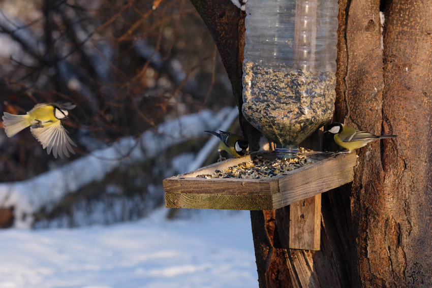 Bogatki przy karmniku.