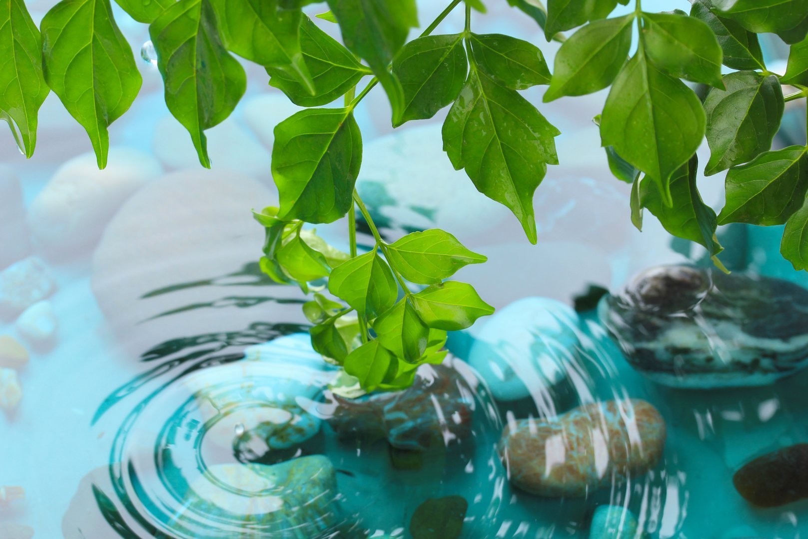 zielone liście na tle wody