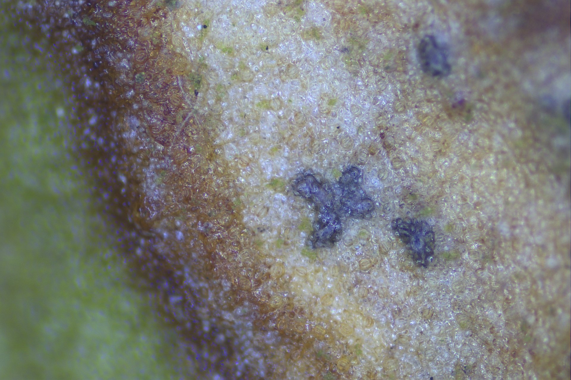 A photo of the fungus Septoria krystynae on a leaf of common mistletoe (photo: M. Wołkowycki)