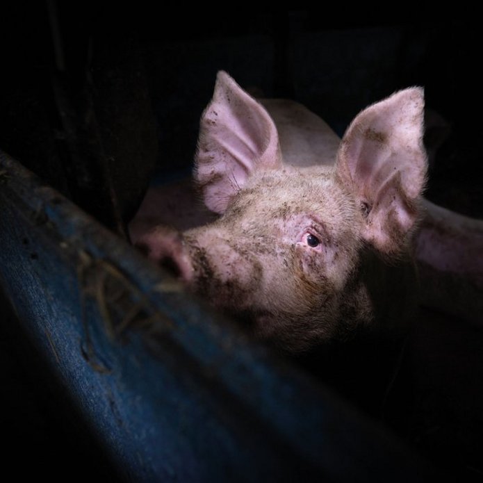 fot. Konrad Lozinski (We Animals)