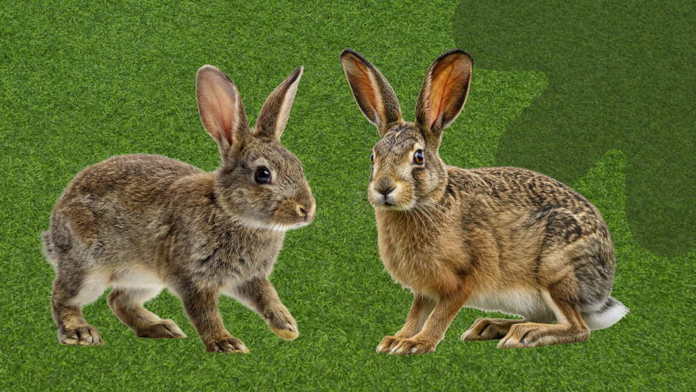 A hare and a rabbit against a green background
