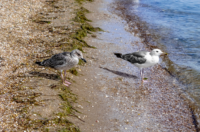 Black Sea, gulls