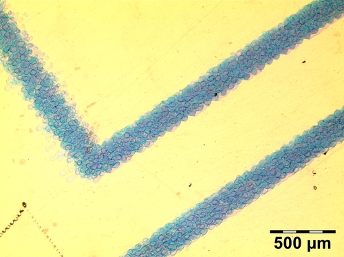 Pomiary (PNG) Pomiary