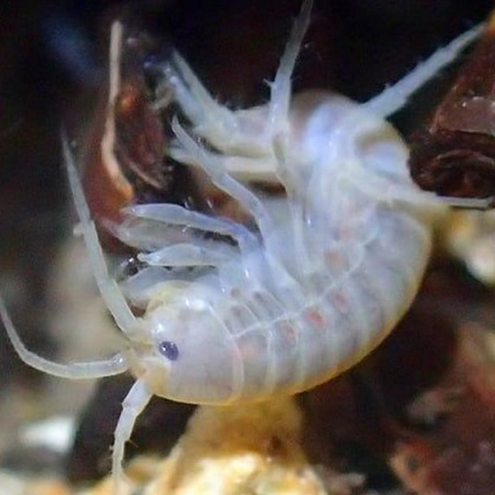 Gammarus stasiuki, zdjecie