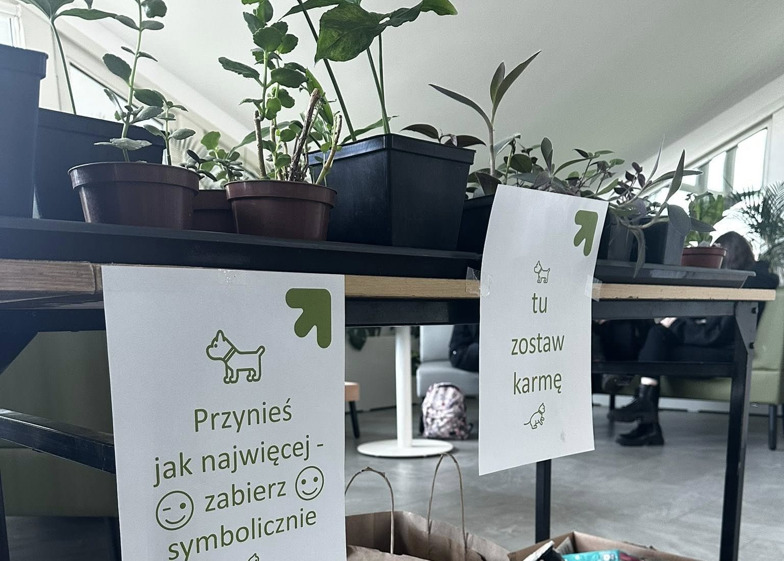 Rośliny na kiermasz, zdjęcie