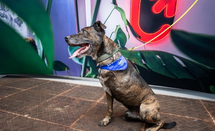 A three-legged brown dog with a blue scarf tied around its neck