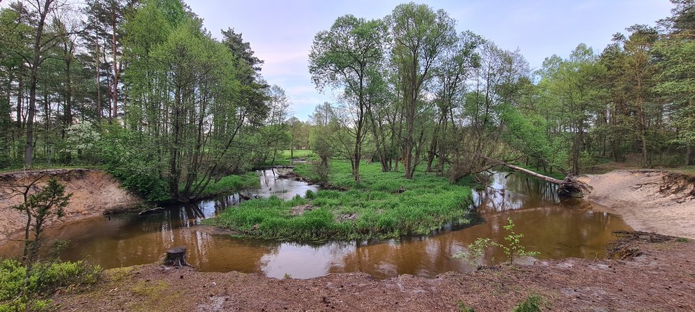 The bend of Grabia among the trees
