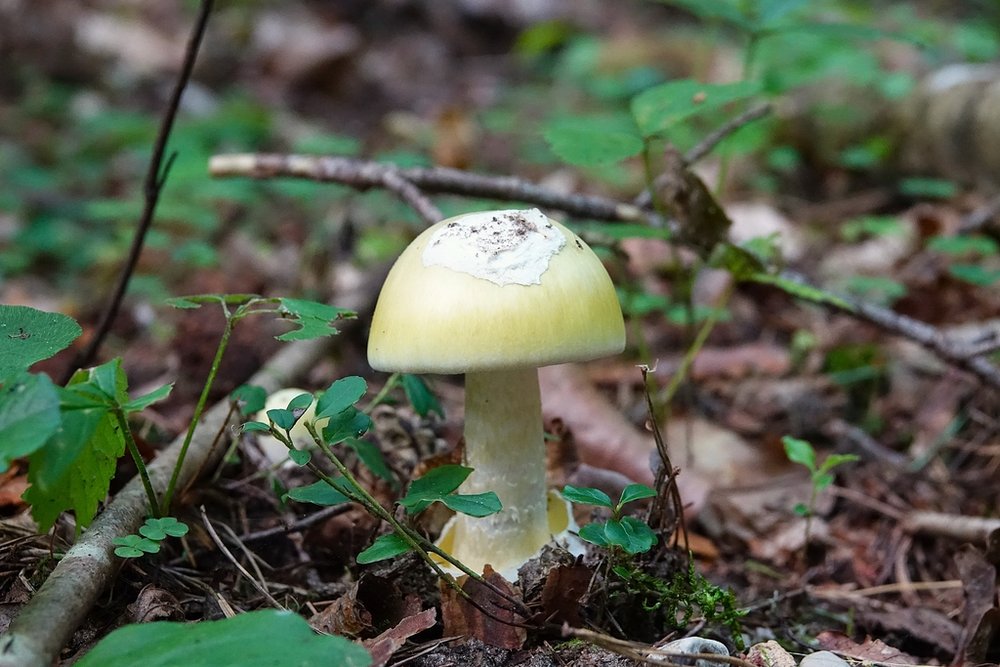 Death cap (Amanita phalloides)
