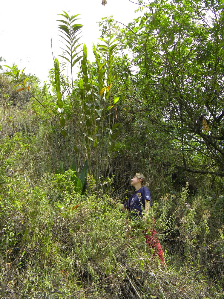 Marta Kolanowska in the jungle