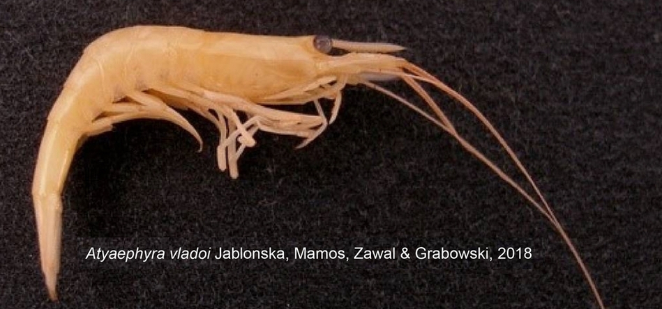 Atyaephyra vladoi Atyaephyra vladoi