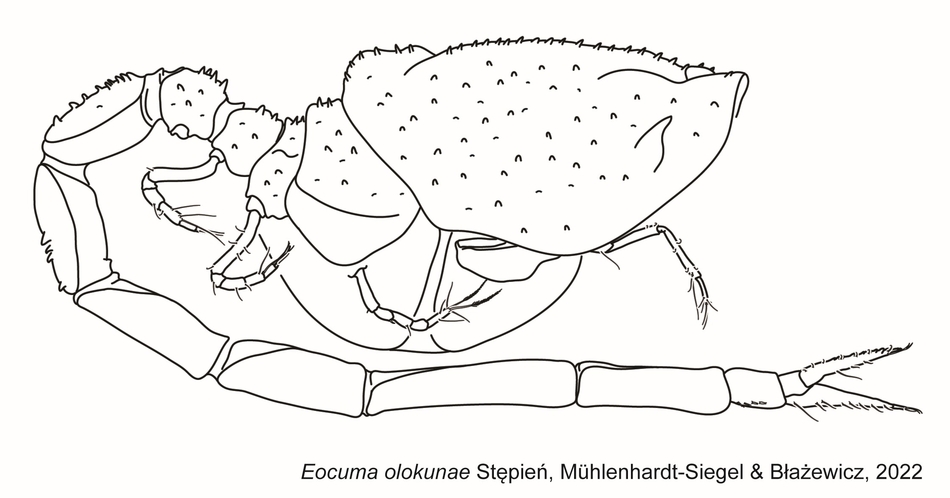 Eocuma olokunae Eocuma olokunae