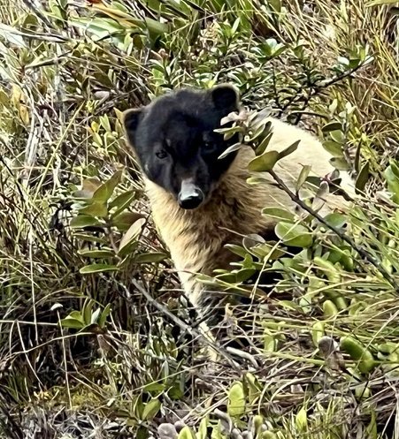 Ostronos (Nasua nasua vittata), jeden z niewielu ssaków żyjących na szczycie tepui 