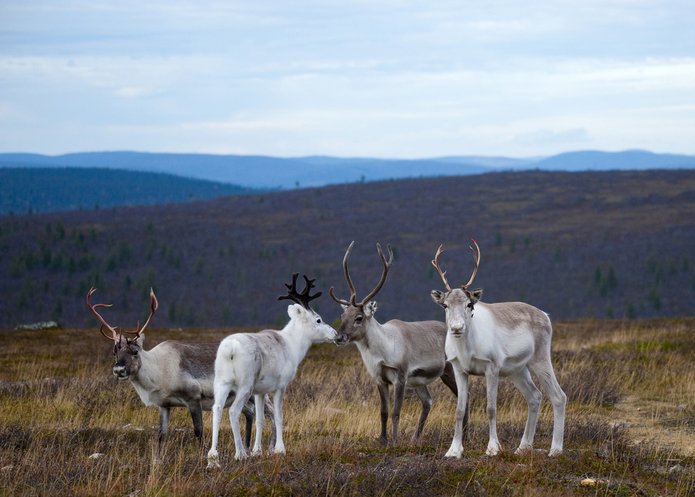 [Translate to English:] Renifery w naturalnym środowisku