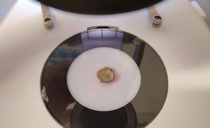 Znalezisko pod mikroskopem