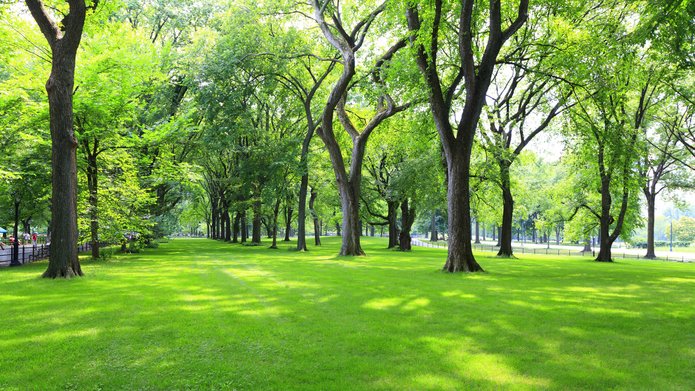 A park view with green grass and trees