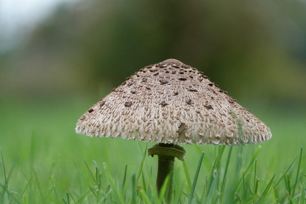 Parasol mushroom (Macrolepiota procera)