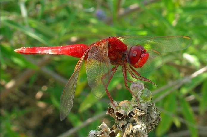 jeden z omawianych w audycji owadów