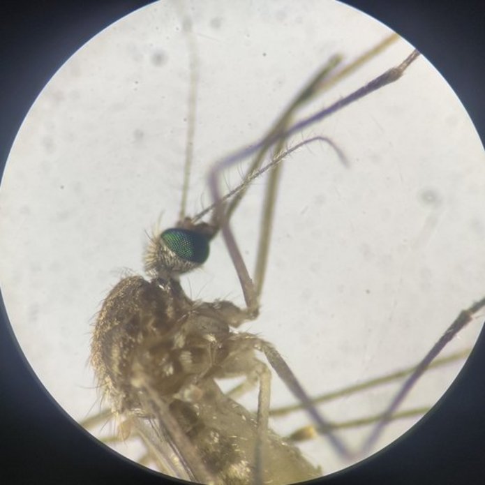 a mosquito under a microscope