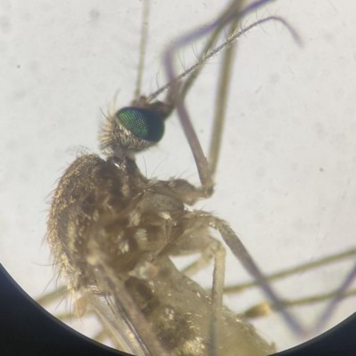 Komar, zdjęcie spod mikroskopu