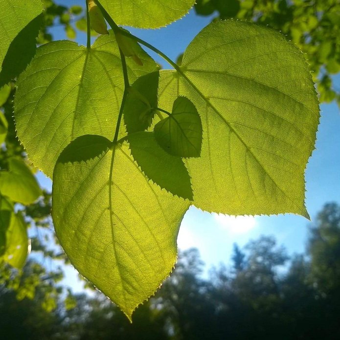 Zdjęcie zielonych liści w promieniach słońca