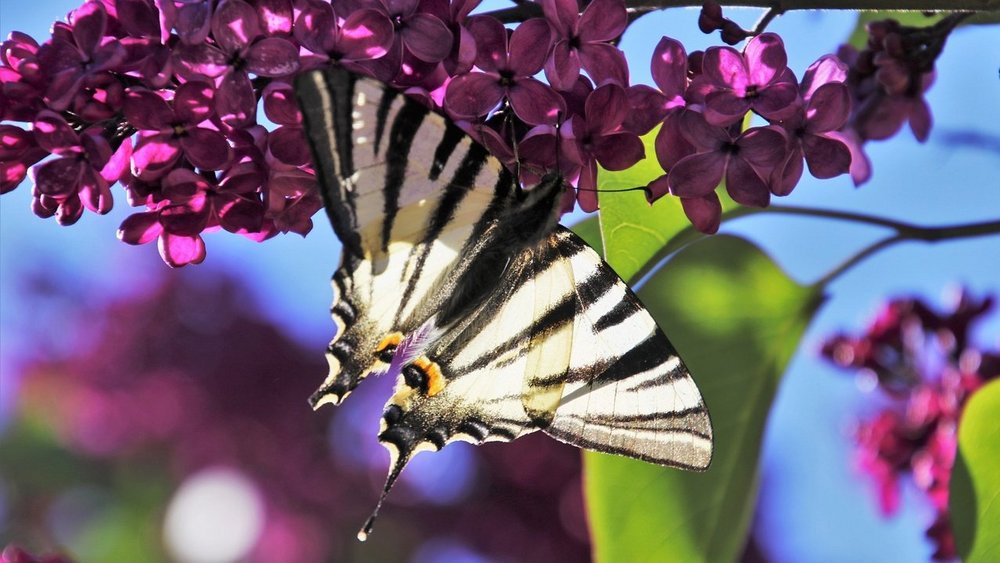 Zdjęcie motyla siedzącego na gałęzi bzu 