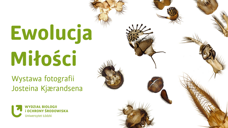 Ewolucja miłości, plakat promujący wystawę Ewolucja miłości, plakat promujący wystawę