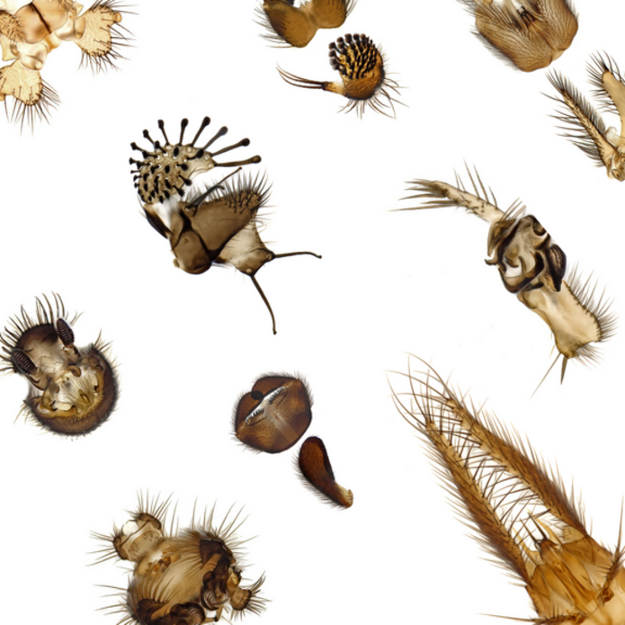 Ewolucja miłości, plakat promujący wystawę