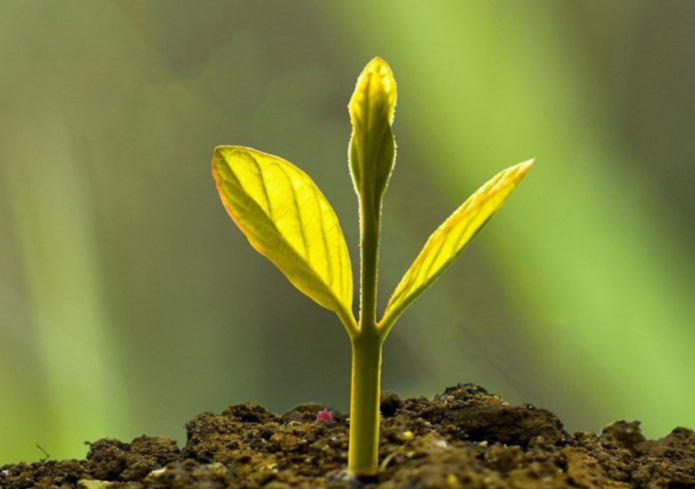 grafika dotycząca wydarzenia - kiełkująca roślina