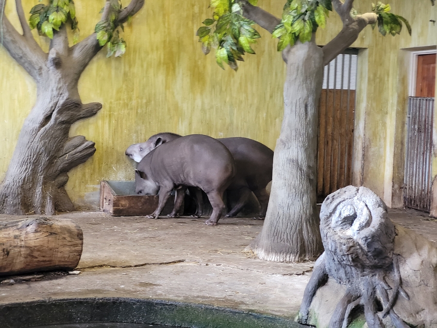 Tapirs from the Orientarium Zoo in Lodz has become a symbol of Dr Stachowicz's aid campaign
