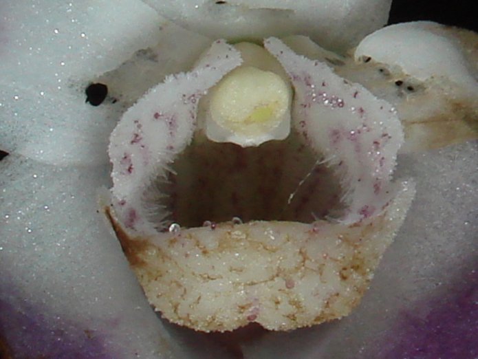 Zdjęcie warżki i prętosłupa storczyka Teuscheria falcon.