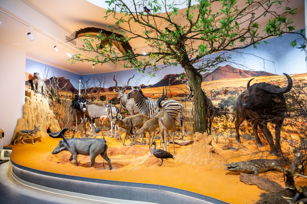 Jedna z ekspozycji w Muzeum Przyrodniczym UŁ