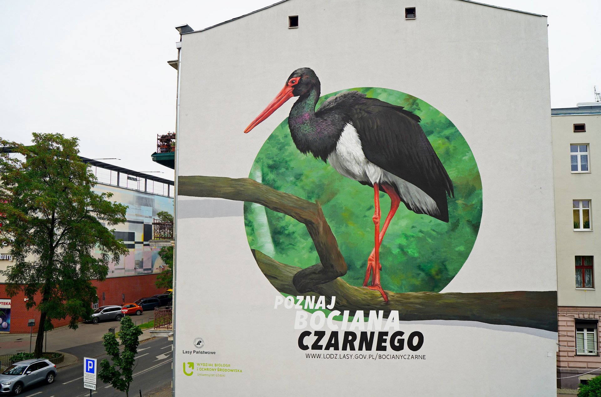 Mural Bocian Czarny z bliska