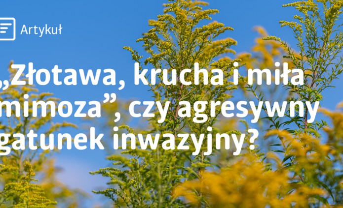 Zdjęcie nawłoci wraz z cytatem z piosenki Czesława Niemena