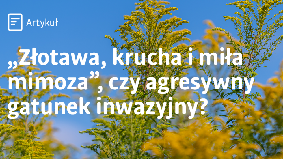 A photo of goldenrod accompanied by a quote from a song by Czesław Niemen