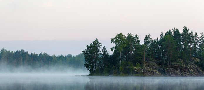 jezioro i las we mgle