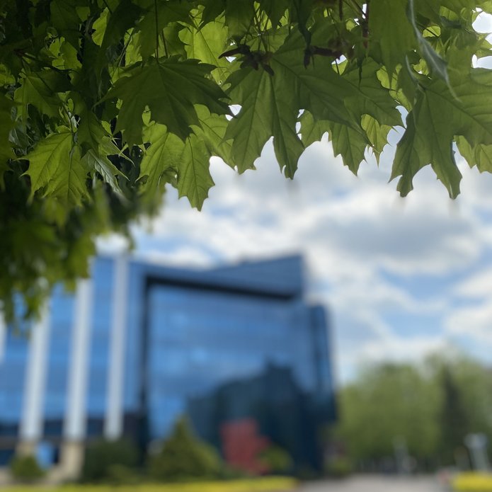 Zielone liście, w tle budynek Biblioteki UŁ.