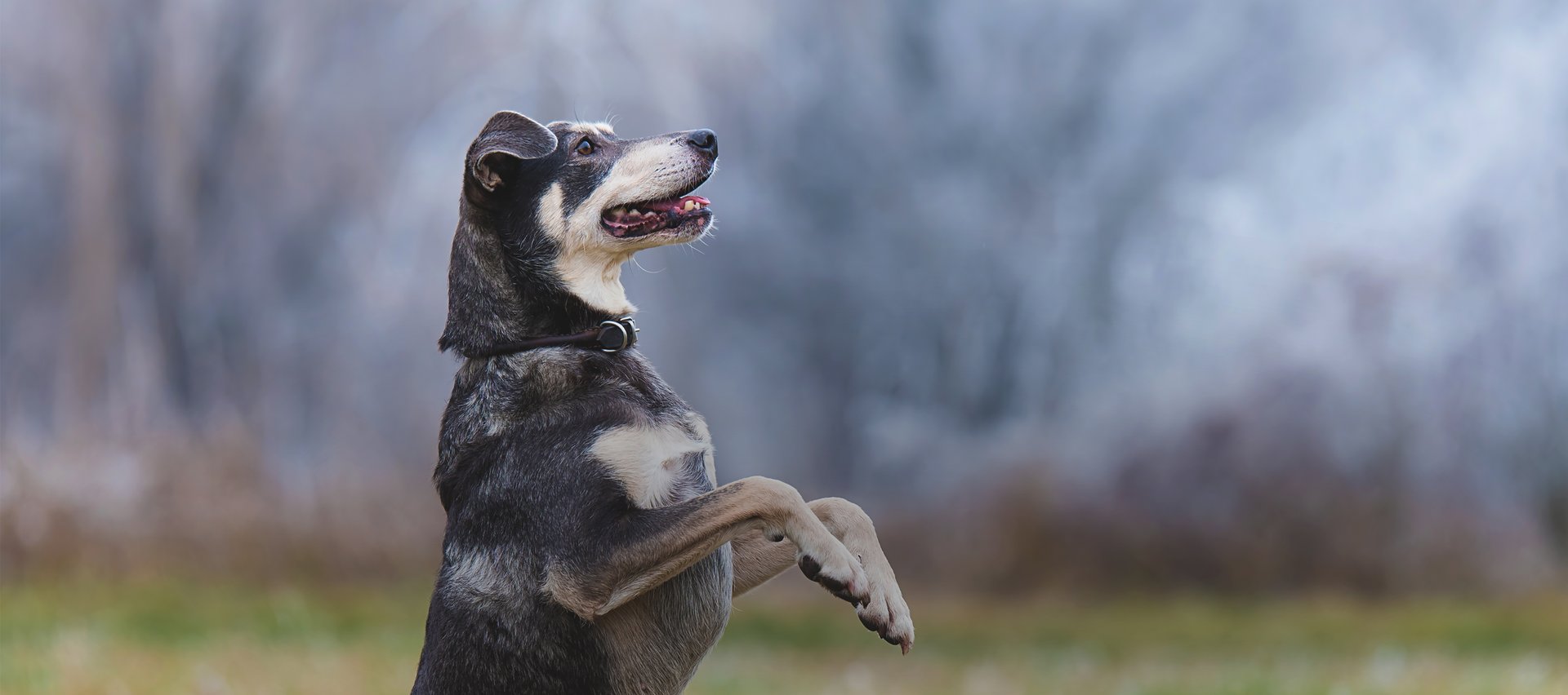 A dog