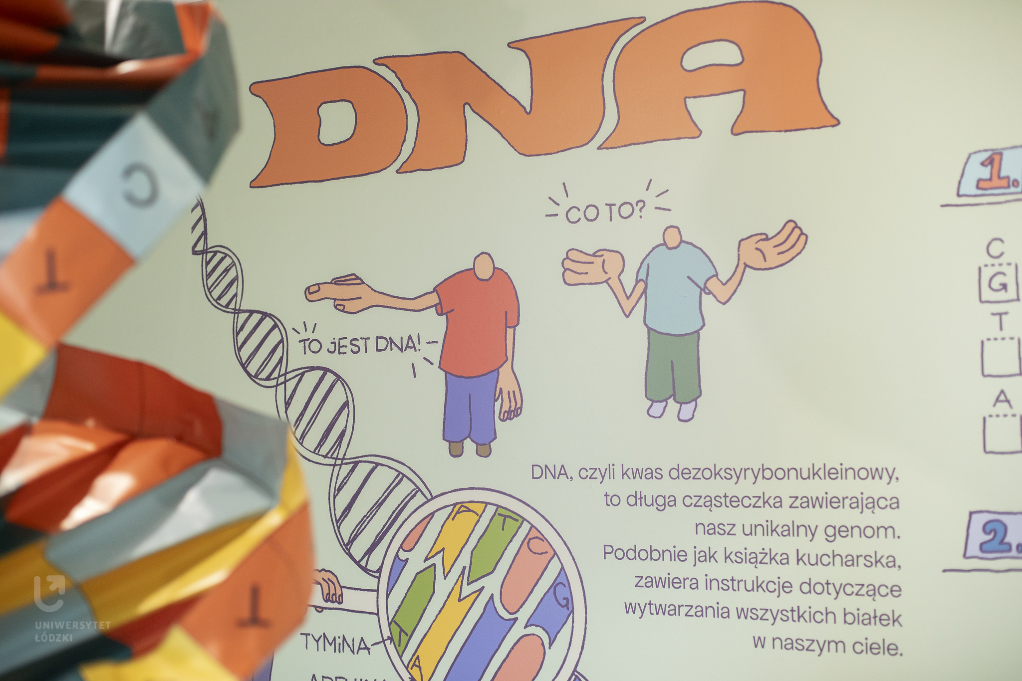 Ilustracja na ścianie przedstawiająca łańcuch DNA.
