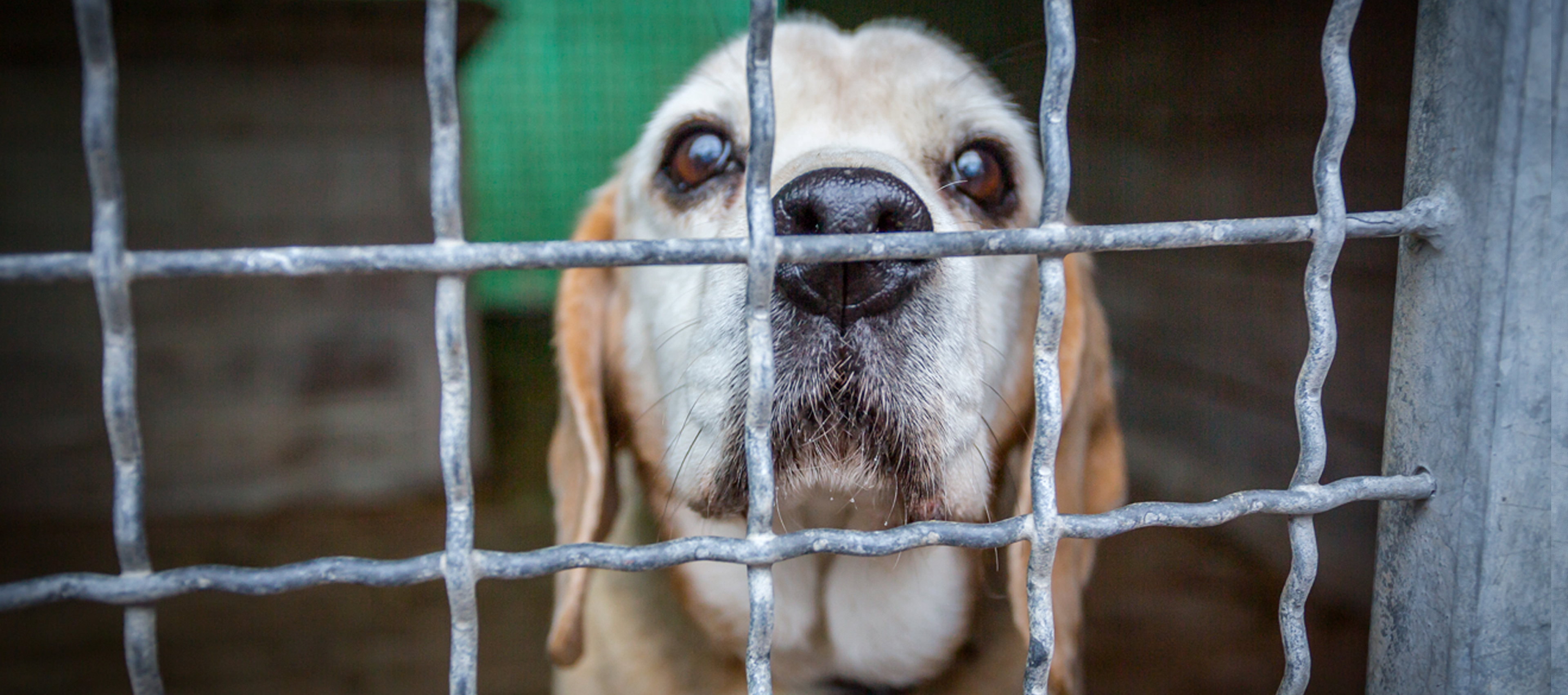 A dog from an animal shelter in Lodz standing behind the grate of a pen