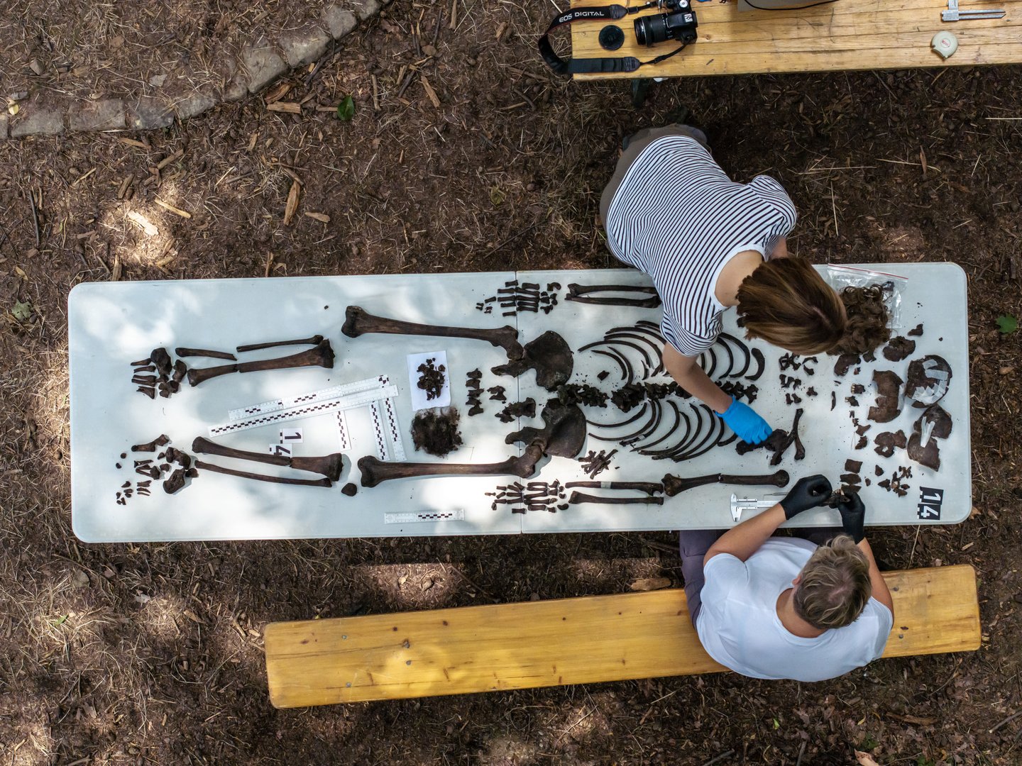 Widok z góry na szkielet ludzki rozłożony na stole. Nad nim pracujący antropologowie sądowi. Widok z góry na szkielet ludzki rozłożony na stole. Nad nim pracujący antropologowie sądowi.