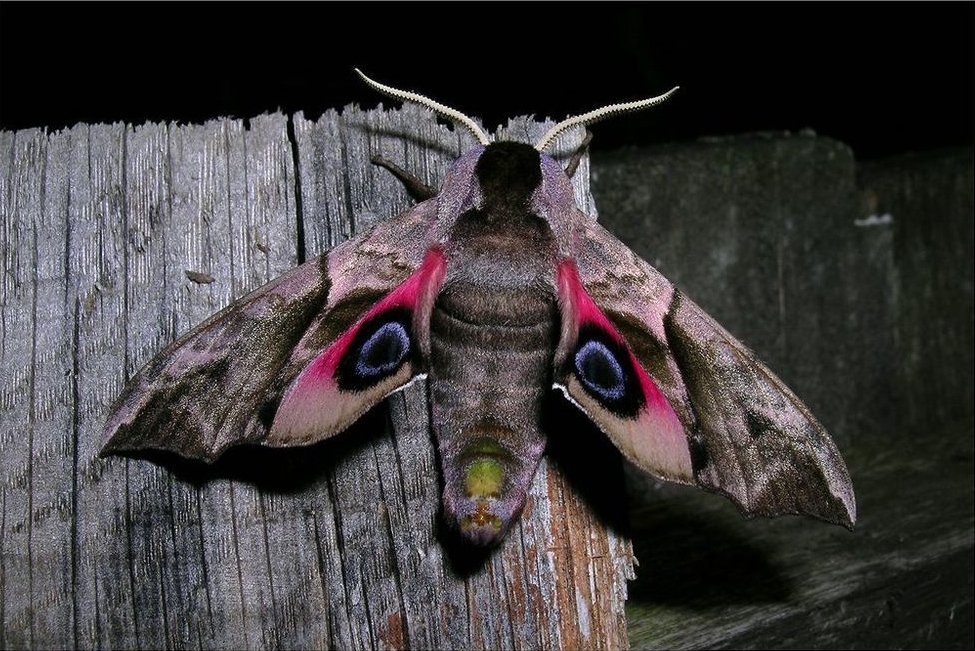 jeden z omawianych w audycji owadów