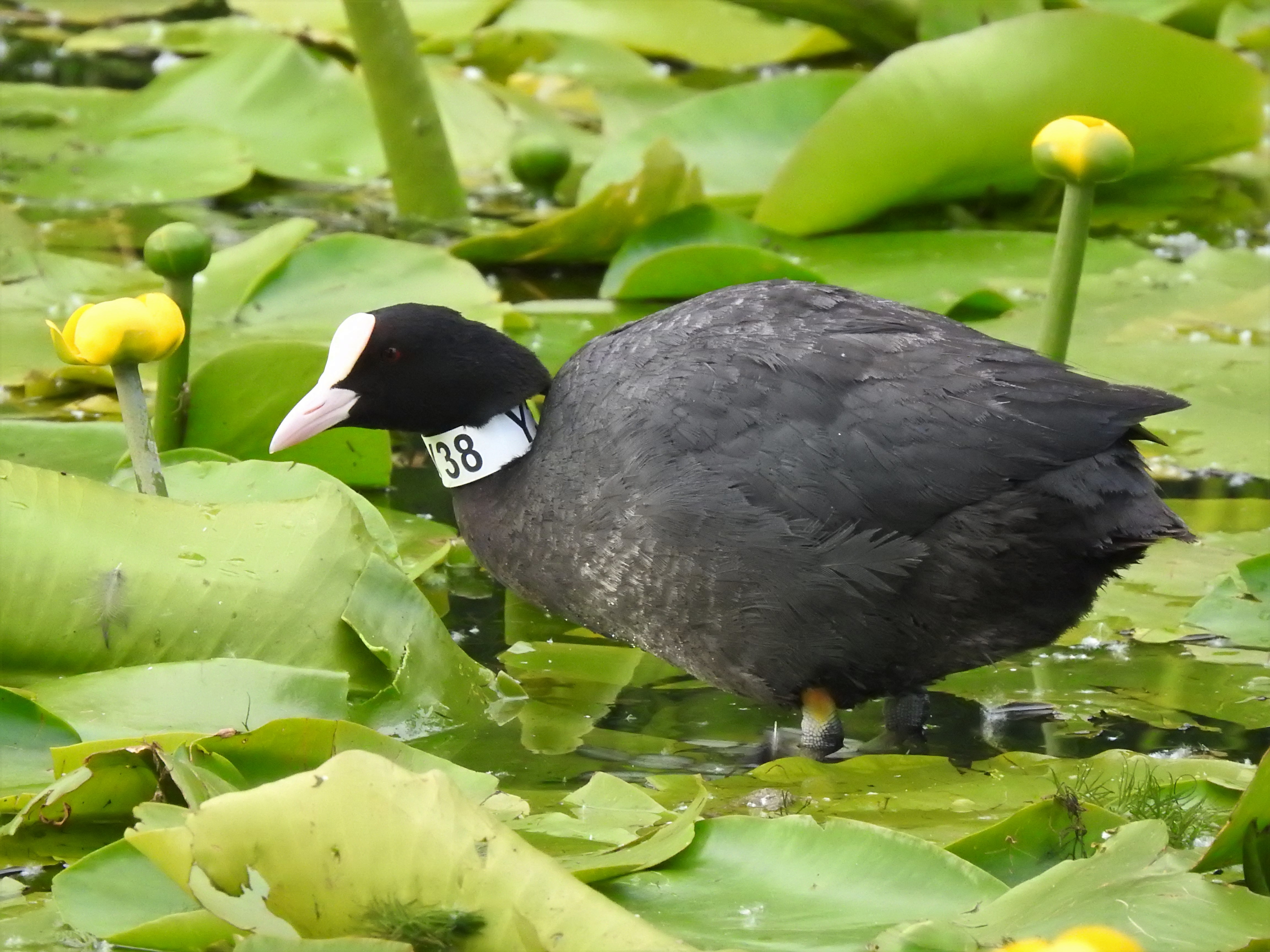 Szary ptak z czarną główką na nenufarach