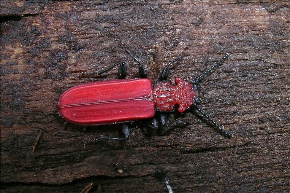 jeden z omawianych w audycji owadów