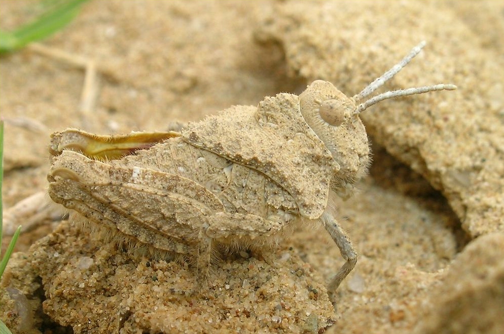 jeden z omawianych w audycji owadów