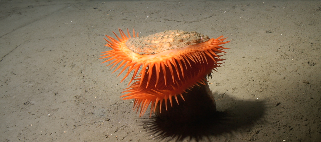 An orange polychaete resembling a dragon's head