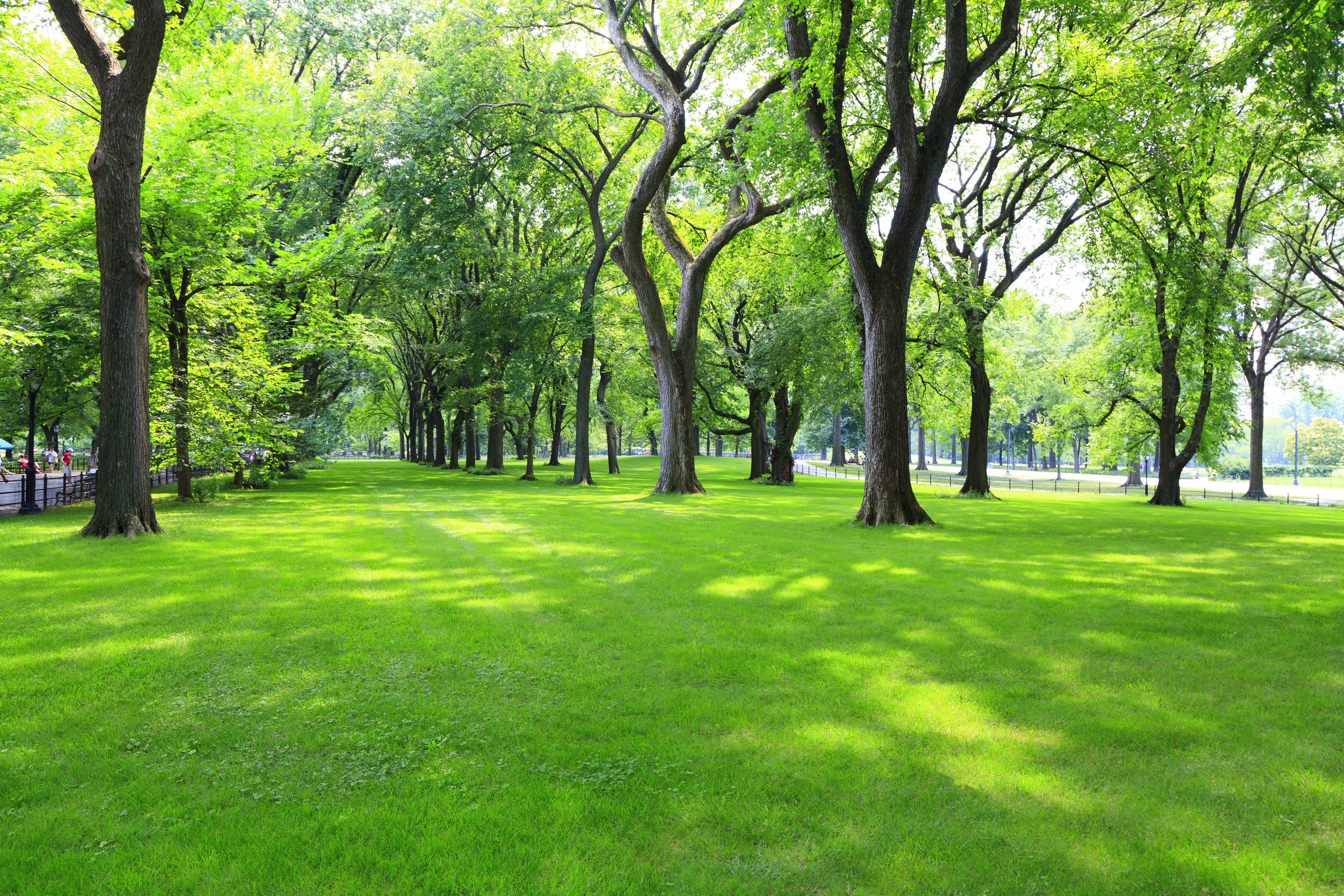 widok na park zielona trawa i drzewa