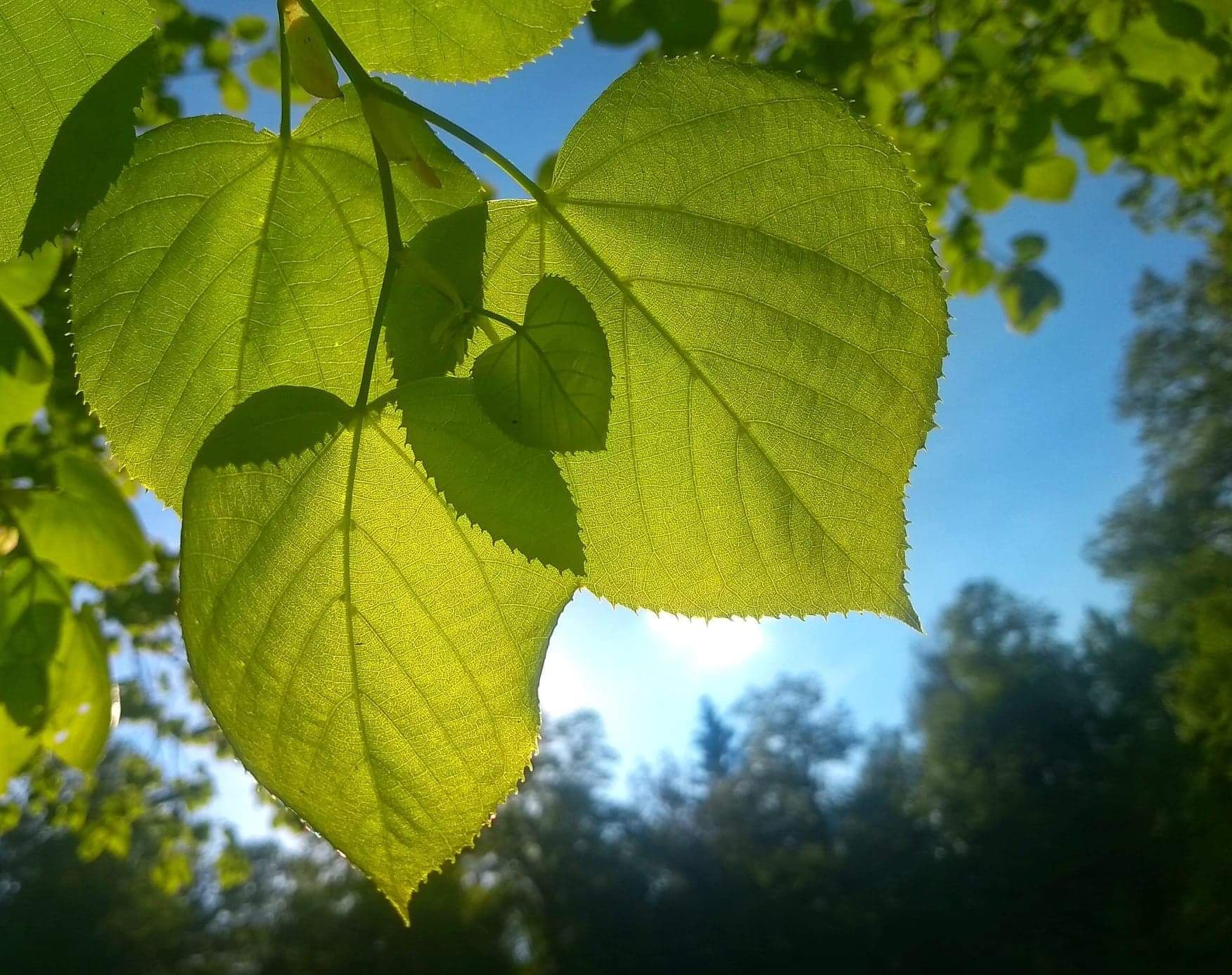Zdjęcie zielonych liści w promieniach słońca