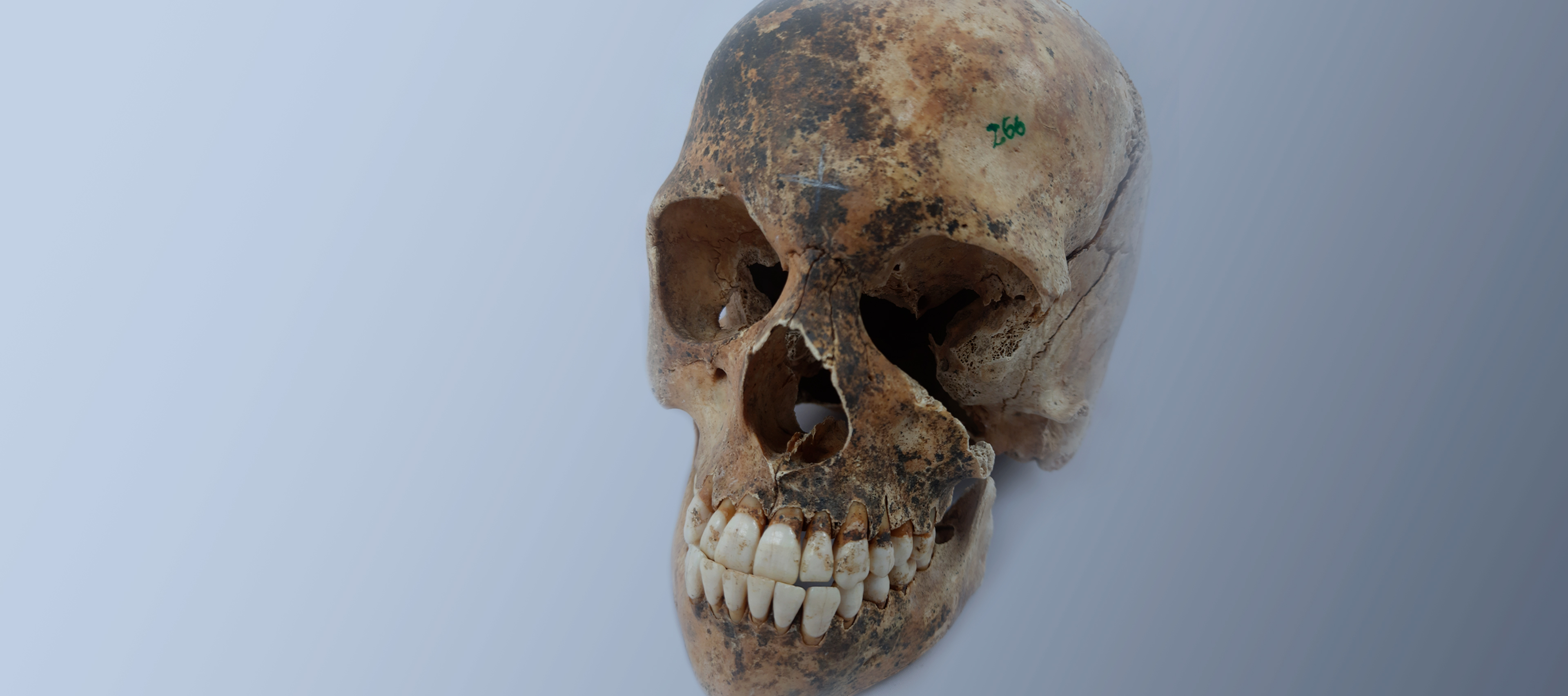 grafika z czaszką i uzębieniem