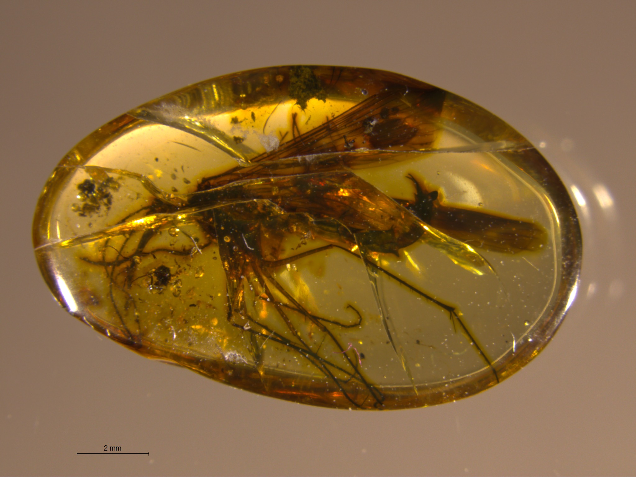 owad w bursztynie (Burmorthophlebia)